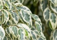 Fikusai ne tik biuro dekoracija, bet ir botaninis iššūkis